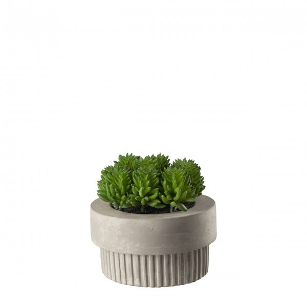 ASA Maxi-Sukkulente im Blumentopf - 10,5 cm